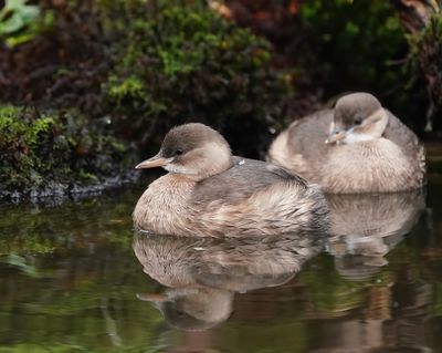 Dodaars / Little Grebe