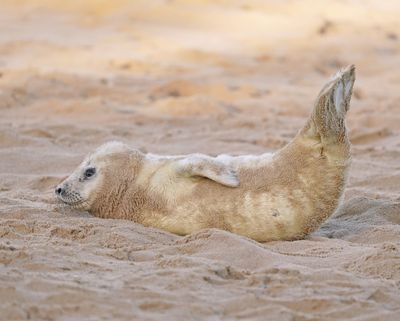 Grijze Zeehond / Gray Seal