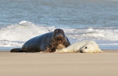 Grijze Zeehond / Gray Seal