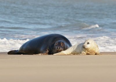 Grijze Zeehond / Gray Seal