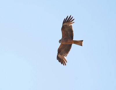 Zwarte Wouw / Black Kite