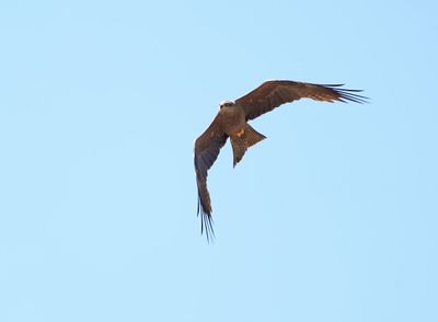 Zwarte Wouw / Black Kite