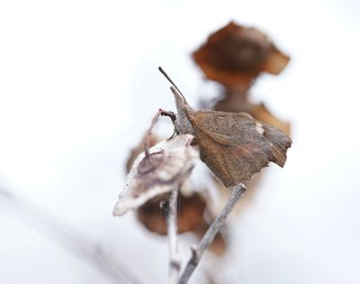 Snuitvlinder / Nettle-tree Butterfly