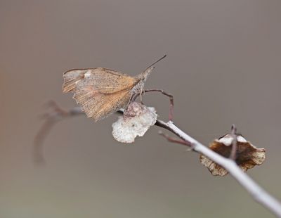 Snuitvlinder / Nettle-tree Butterfly
