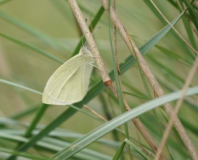 Wedewitje / Mountain Small White