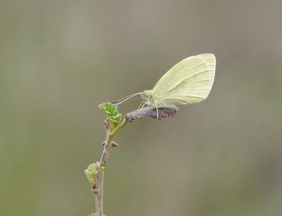 Wedewitje / Mountain Small White
