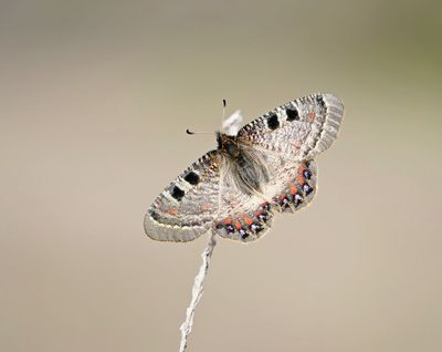 Pijpbloemapollo / False Apollo