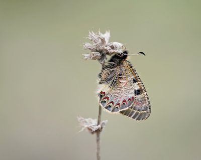 Pijpbloemapollo / False Apollo