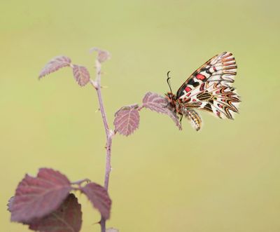 Zuidelijke Pijpbloemvlinder / Southern Festoon