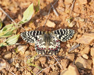 Zuidelijke Pijpbloemvlinder / Southern Festoon