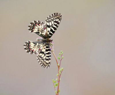 Zuidelijke Pijpbloemvlinder / Southern Festoon