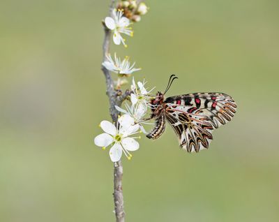 Zuidelijke Pijpbloemvlinder / Southern Festoon