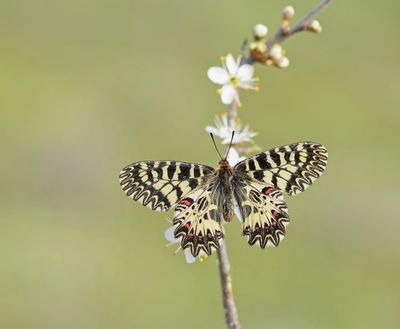 Zuidelijke Pijpbloemvlinder / Southern Festoon