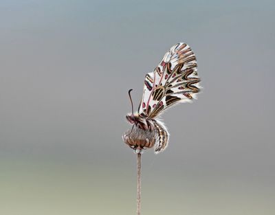 Zuidelijke Pijpbloemvlinder / Southern Festoon