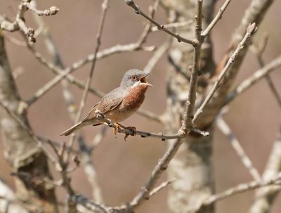 Balkanbaardgrasmus / Eastern Subalpine Warbler