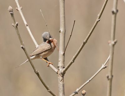 Balkanbaardgrasmus / Eastern Subalpine Warblerr