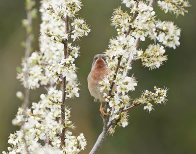 Balkanbaardgrasmus / Eastern Subalpine Warbler