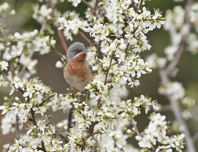 Balkanbaardgrasmus / Eastern Subalpine Warbler