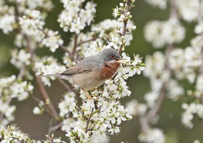 Balkanbaardgrasmus / Eastern Subalpine Warbler