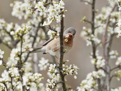 Balkanbaardgrasmus / Eastern Subalpine Warbler
