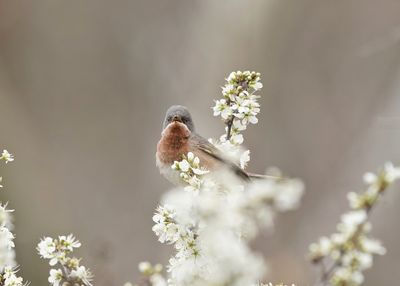Balkanbaardgrasmus / Eastern Subalpine Warbler