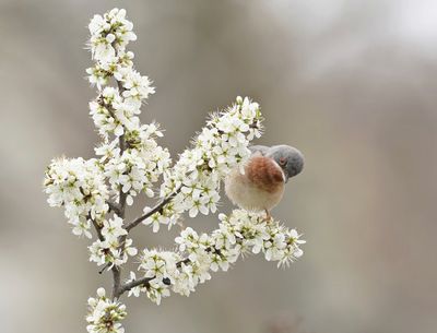 Balkanbaardgrasmus / Eastern Subalpine Warbler