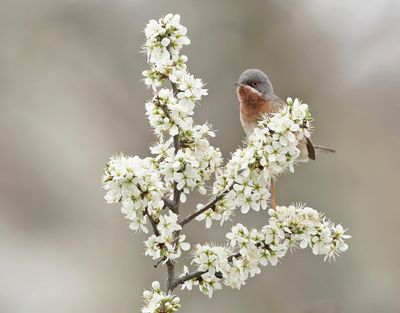 Balkanbaardgrasmus / Eastern Subalpine Warbler