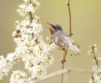Balkanbaardgrasmus / Eastern Subalpine Warbler