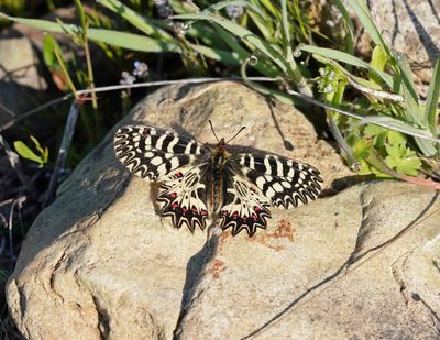 Zuidelijke Pijpbloemvlinder / Southern Festoon