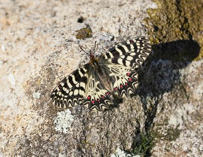 Zuidelijke Pijpbloemvlinder / Southern Festoon