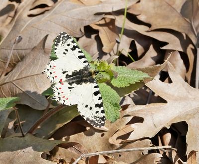 Oostelijke Pijpbloemvlinder / Eastern Festoon