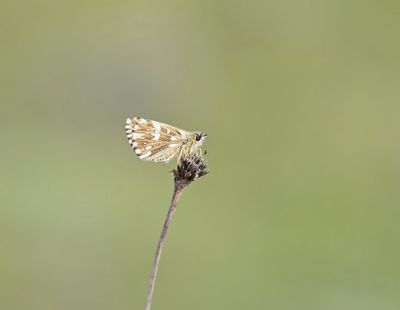Aardbeivlinder / Grizzled Skipper