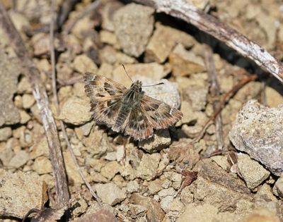 Kaasjeskruiddikkopje / Mallow Skipper
