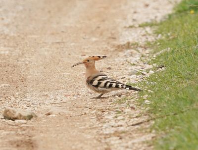 Hop / Eurasian Hoopoe