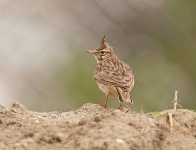 Kuifleeuwerik / Crested Lark