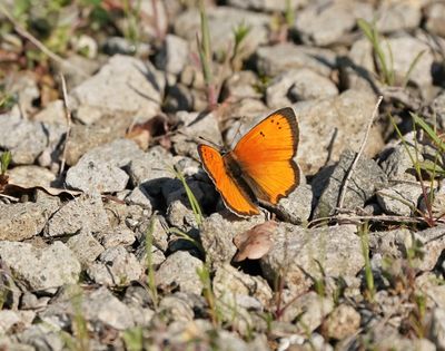 Griekse Vuurvlinder / Grecian Copper