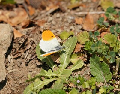 Oranjetipje / Orange-tip