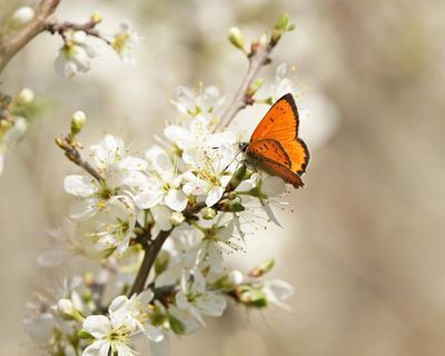 Griekse Vuurvlinder / Grecian Copper