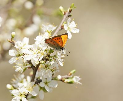Griekse Vuurvlinder / Grecian Copper