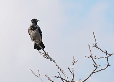 Bonte Kraai / Hooded Crow