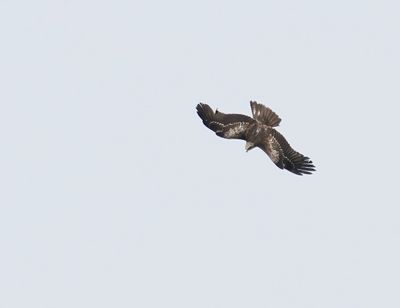 Zwarte Wouw / Black Kite