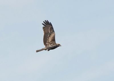 Zwarte Wouw / Black Kite