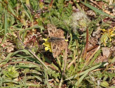 Kaasjeskruiddikkopje / Mallow Skipper