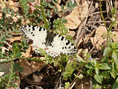 Oostelijke Pijpbloemvlinder / Eastern Festoon