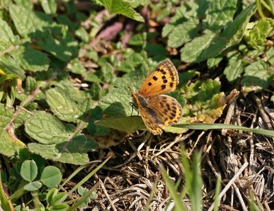 Griekse Vuurvlinder / Grecian Copper