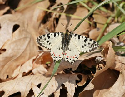 Oostelijke Pijpbloemvlinder / Eastern Festoon
