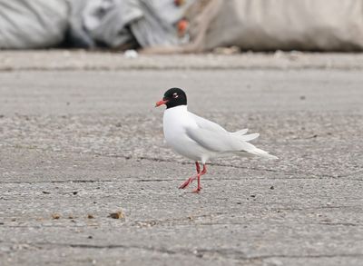 Zwartkopmeeuw / Mediterranean Gull