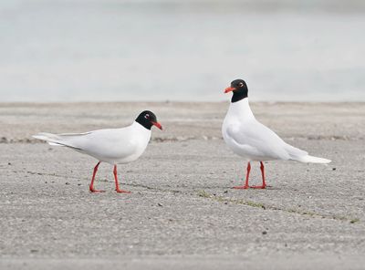 Zwartkopmeeuw / Mediterranean Gull