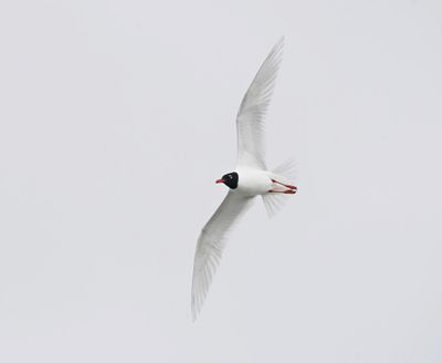 Zwartkopmeeuw / Mediterranean Gull