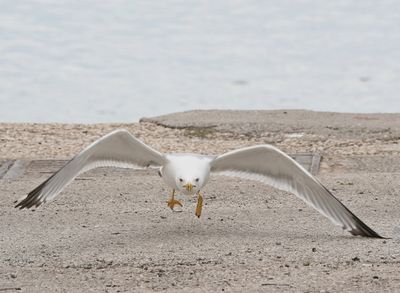 Geelpootmeeuw / Yellow-legged Gull